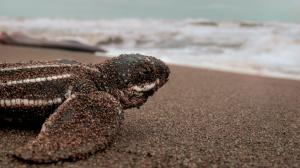 Newly-hatched leatherback turtle making its way to the ocean