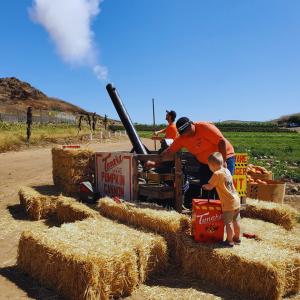 Famous Pumpkin Cannon Going Off High