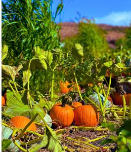 Beautiful Pumpkins in the Field