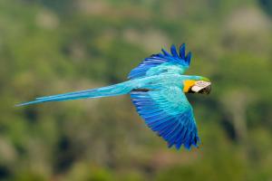 Birdwatching in the Amazon Rainforest