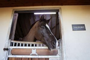 21661641 valegro