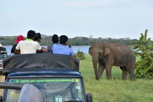 Elephant Safari