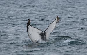 Humpback whale tail in the Westfjords, Iceland