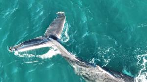 humpback whale entangled in a fishing rope, Iceland