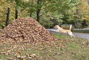 Reclaim the Leaf Pile! Fall enthusiasts can enter the Wondercide contest, play in the leaves without worrying about ticks & fleas! Pictured: Stella @dognamedstalla jumping into the leaf pile!