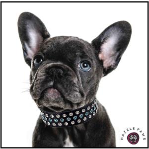 Dazzle Paws Aquamarine Rhinestone Dog Collar