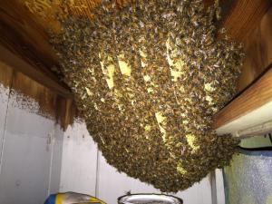 Pantry Infested With Bees