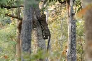 Pench National Park1