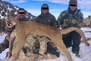 Mountain lion trophy hunting in Colorado