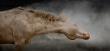 Tahoe Photographer Maria Marriott Named Featured Artist in the International ReFocus Awards