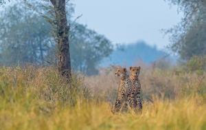 Cheetah's at Kuno National Park2