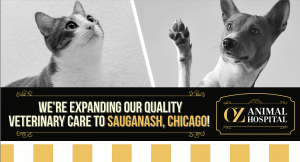 This image features a dog and cat, and promotes the opening of Oz Animal Hospital's third location in Chicago.