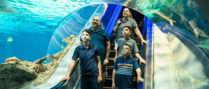 A family enjoys an underwater tunnel exhibit at an aquarium, looking up at marine life swimming above them.