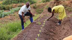 Image shows a man and a woman planting seedlings in a ploughed field.