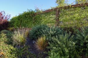 privacy fence with vines