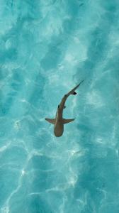 Reef shark at Ellaidhoo’s house reef