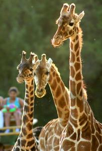 Tall Wonders
