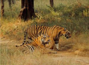 Tigers at Satpura Tiger Reserve