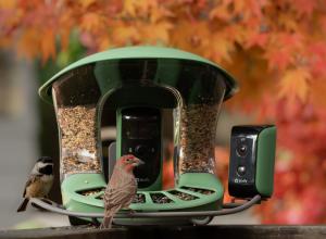 A chickadee and a small brown bird at a feeder with two cameras