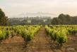 D.O. Cava sets standard with 100% Organic regulation for Guarda Superior, Featured at TEXSOM 2025
