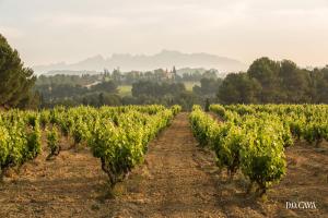 Cava Vineyards 2