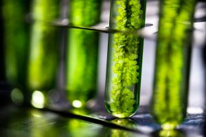 Algal Biofuels Research