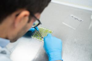 Phytoform Labs scientist holding a test tube containing a seedling bred using precision breeding techniques