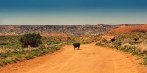 Cows crossing a dirt road in Chinle, AZ