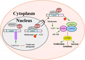 Insights into targeting LKB1 1