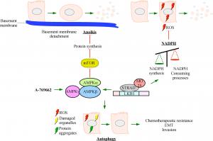 Insights into targeting LKB1 2