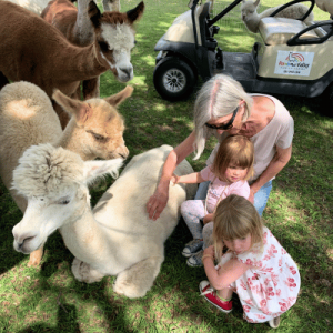 A senior woman and a small child petting alpacas outdoors near a golf cart.