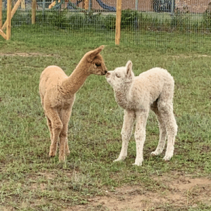 Two young alpacas facing each other on a grassy field with a wooden fence in the background.