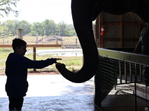 A young boy reaches out to feed an elephant inside a barn at Myakka Elephant Ranch, with the lush greenery of the outdoors visible in the background. The moment captures a heartwarming interaction between the child and the elephant, symbolizing connection