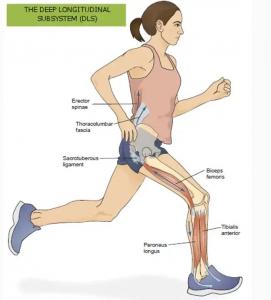 Deep Longitudinal Subsystem - https://brookbushinstitute.com/courses/deep-longitudinal-subsystem