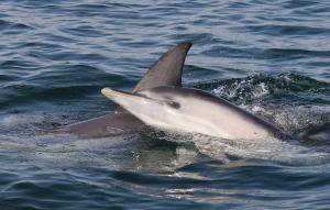 Port Phillip Common Dolphin Calf With Mother