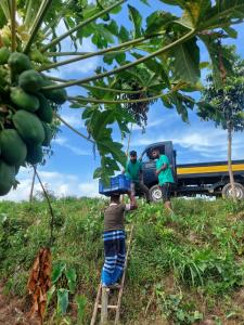 Deshi Farmer 1