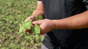 Grown Climate Smart farmer looking at soil and plant growth.