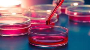 Cell Culture Market Insights