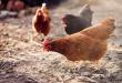 Poultry Trailer Safety: Key Features to Keep Birds Safe During Haul