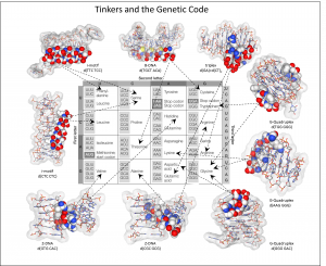 Tinkers, flipons and codons evolved together