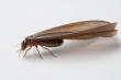 Homeowners in Virginia Warned About Mistaking Swarming Termites for Flying Ants