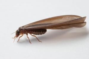 Swarmer Termite
