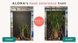 Left: Control rice struggling to grow in 44.8°C (112.6°F) heat, there are limited panicles and seeds present on the plant. It looks slim and has little biomass. Right: ALORA's heat tolerant rice thriving under the same extreme conditions, thanks to ALORA'