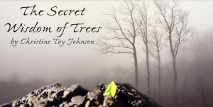 The Secret Wisdom of Trees