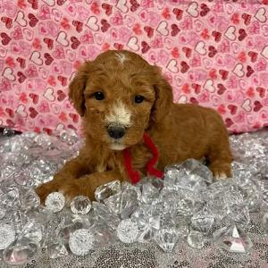 mini golden doodles for sale mn