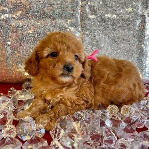 goldendoodle puppies for sale mn-