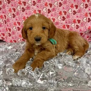 goldendoodle puppies in mn-