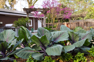 extra large purple lettuce leaves