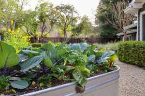 veggies in raised planters