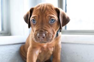 Rhodesian ridgeback puppies for sale 2025